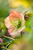 HARVINGTON HELLEBORES: CLOSE UP OF THE APRICOT FLOWER OF HELLEBORUS X HYBRIDUS HARVINGTON APRICOT