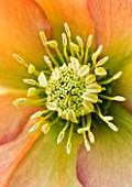 HARVINGTON HELLEBORES: CLOSE UP OF THE APRICOT FLOWER OF HELLEBORUS X HYBRIDUS HARVINGTON APRICOT