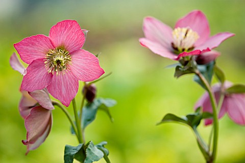 CLOSE_UP_OF_THE_PINKY_RED_FLOWERS_OF_HELLEBORUS_WARBURTONS_ROSEMARY