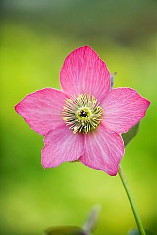 CLOSE_UP_OF_THE_PINKY_RED_FLOWER_OF_HELLEBORUS_WARBURTONS_ROSEMARY