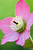 CLOSE UP OF THE PINKY RED FLOWER OF HELLEBORUS WARBURTONS ROSEMARY