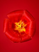 CLOSE UP OF THE RED FLOWER OF TULIP SHOWWINNER (AGM) SPRRING  BULD
