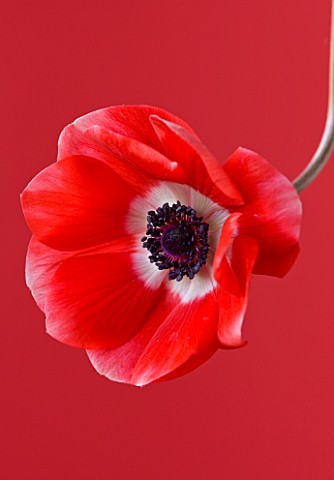 CLOSE_UP_OF_THE_RED_AND_WHITE_FLOWER_OF_ANEMONE_HARMONY_SCARLET