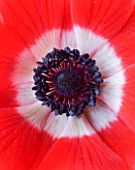 CLOSE UP OF THE CENTRE OF THE RED AND WHITE FLOWER OF ANEMONE HARMONY SCARLET