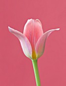 CLOSE UP OF THE PINK FLOWER OF TULIP SHAKESPEARE