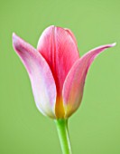 CLOSE UP OF THE PINK FLOWER OF TULIP SHAKESPEARE