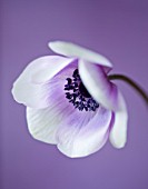 CLOSE UP OF THE FLOWER OF ANEMONE HARMONY PEARL