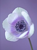 CLOSE UP OF THE FLOWER OF ANEMONE HARMONY PEARL