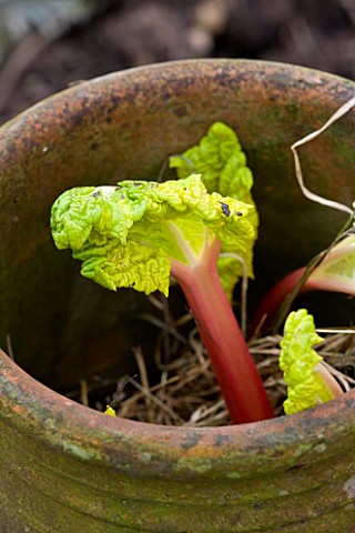 DESIGNER_CLARE_MATTHEWS_POTAGER_PROJECT__VEGETABLE__YELLOW_FOLIAGE_OF_FORCED_RHUBARB_IN_MARCH__RHUBA