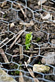 DESIGNER CLARE MATTHEWS: POTAGER PROJECT - METAL MESH PROTECING THE FRESH GREEN YOUNG SHOOT OF BROAD BEAN SEEDLING AQUADULCE CLAUDIA