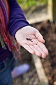 DESIGNER CLARE MATTHEWS: POTAGER PROJECT - CLARE HOLDING SEEDS OF BLACK TUSCAN KALE