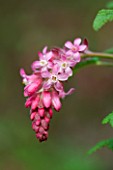 RIBES SANGUINEUM - FLOWERING CURRANT OR RED FLOWERING CURRENT