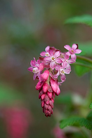 RIBES_SANGUINEUM__FLOWERING_CURRANT_OR_RED_FLOWERING_CURRENT