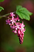 RIBES SANGUINEUM - FLOWERING CURRANT OR RED FLOWERING CURRENT