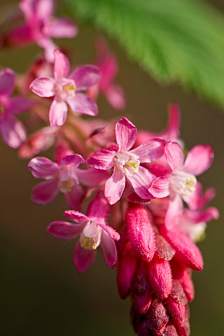 RIBES_SANGUINEUM__FLOWERING_CURRANT_OR_RED_FLOWERING_CURRENT