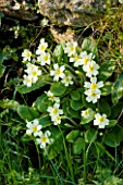 SPRING -  YELLOW FLOWERS OF WILD PRIMROSE - PRIMULA VULGARIS