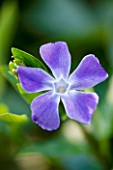 SMALL BLUE FLOWERS OF VINCA MINOR ARGENTEOVARIEGATA