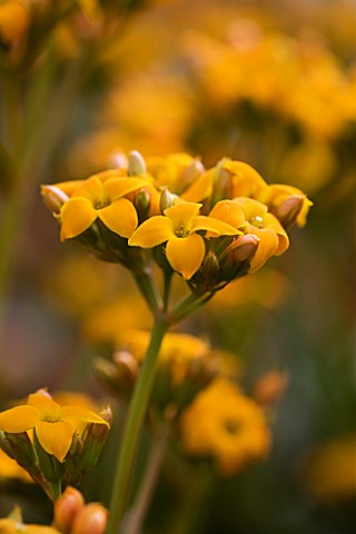 CLOSE_UP_OF_THE_GOLDEN_FLOWERS_OF_KALANCHOE_AFRICAN_QUEEN