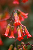 CLOSE UP OF THE RED BELL LIKE FLOWERS OF KALANCHOE MIRABELLA