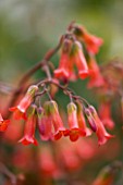 CLOSE UP OF THE RED BELL LIKE FLOWERS OF KALANCHOE MIRABELLA