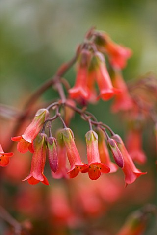 CLOSE_UP_OF_THE_RED_BELL_LIKE_FLOWERS_OF_KALANCHOE_MIRABELLA