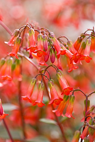 CLOSE_UP_OF_THE_RED_BELL_LIKE_FLOWERS_OF_KALANCHOE_MIRABELLA