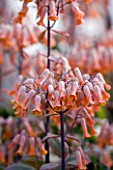 CLOSE UP OF THE APRICOT FLOWERS OF KALANCHOE FEDTSCHENKOI