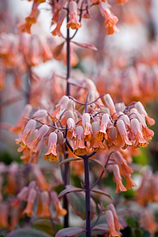CLOSE_UP_OF_THE_APRICOT_FLOWERS_OF_KALANCHOE_FEDTSCHENKOI