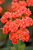 CLOSE UP OF THE ORANGEY RED FLOWERS OF KALANCHOE BLOSSFELDIANA CALANDIVA SERIES
