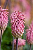 CLOSE UP OF THE PINK FLOWER OF VELTHEIMIA SALMON PINK- FLOWERED