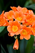 CLOSE UP OF THE SALMON PINK FLOWERS OF CLIVIA X KEWENSIS BODNANT SALMON