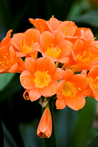 CLOSE_UP_OF_THE_SALMON_PINK_FLOWERS_OF_CLIVIA_X_KEWENSIS_BODNANT_SALMON
