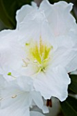 CLOSE UP OF THE WHITE FLOWERS OF RHODODENDRON PARRYAE