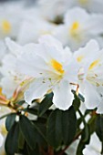 CLOSE UP OF THE WHITE FLOWERS OF RHODODENDRON CHRYSODORON
