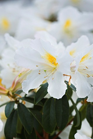 CLOSE_UP_OF_THE_WHITE_FLOWERS_OF_RHODODENDRON_CHRYSODORON