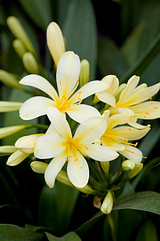 CLOSE_UP_OF_THE_PALE_YELLOW_FLOWERS_OF_CLIVIA_MINIATA_VAR_CITRINA
