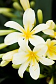 CLOSE UP OF THE PALE YELLOW FLOWERS OF CLIVIA MINIATA VAR CITRINA