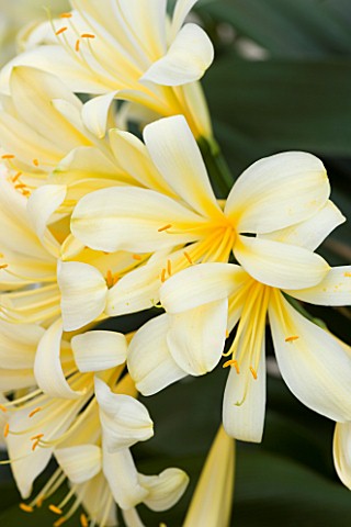 CLOSE_UP_OF_THE_PALE_YELLOW_FLOWERS_OF_CLIVIA_MINIATA_VAR_CITRINA