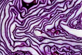 DESIGNER: CLARE MATTHEWS - CLOSE UP OF  RED CABBAGE  CUT IN HALF. VEGETABLE  EDIBLE