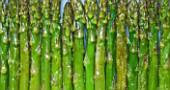 DESIGNER: CLARE MATTHEWS - CLOSE UP OF COOKED ASPARAGUS. EDIBLE  VEGETABLE  FOOD
