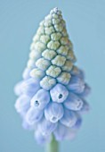 CLOSE UP OF THE PALE POWDER BLUE FLOWER OF MUSCARI VALERIE FINNIS