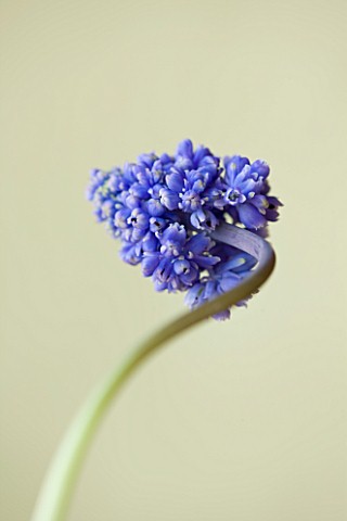 CLOSE_UP_OF_THE_BLUE_FLOWER_OF_MUSCARI_ARMENIACUM_BLUE_SPIKE