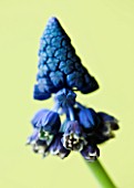 CLOSE UP OF THE BLUE FLOWER OF MUSCARI PARADOXUM