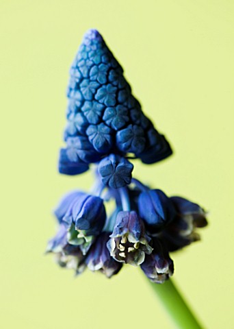 CLOSE_UP_OF_THE_BLUE_FLOWER_OF_MUSCARI_PARADOXUM