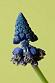 CLOSE UP OF THE BLUE FLOWER OF MUSCARI PARADOXUM