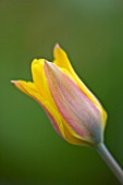 CLOSE UP OF THE YELLOW FLOWER OF TULIPA ALTAICA