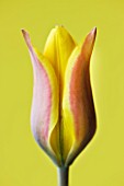 CLOSE UP OF THE YELLOW FLOWER OF TULIPA ALTAICA