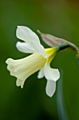 CLOSE UP OF THE FLOWER OF NARCISSUS W. P. MILNER. DAFFODIL