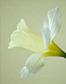 CLOSE UP OF THE FLOWER OF NARCISSUS W. P. MILNER. DAFFODIL