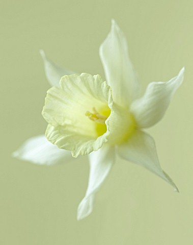 CLOSE_UP_OF_THE_FLOWER_OF_NARCISSUS_W_P_MILNER_DAFFODIL